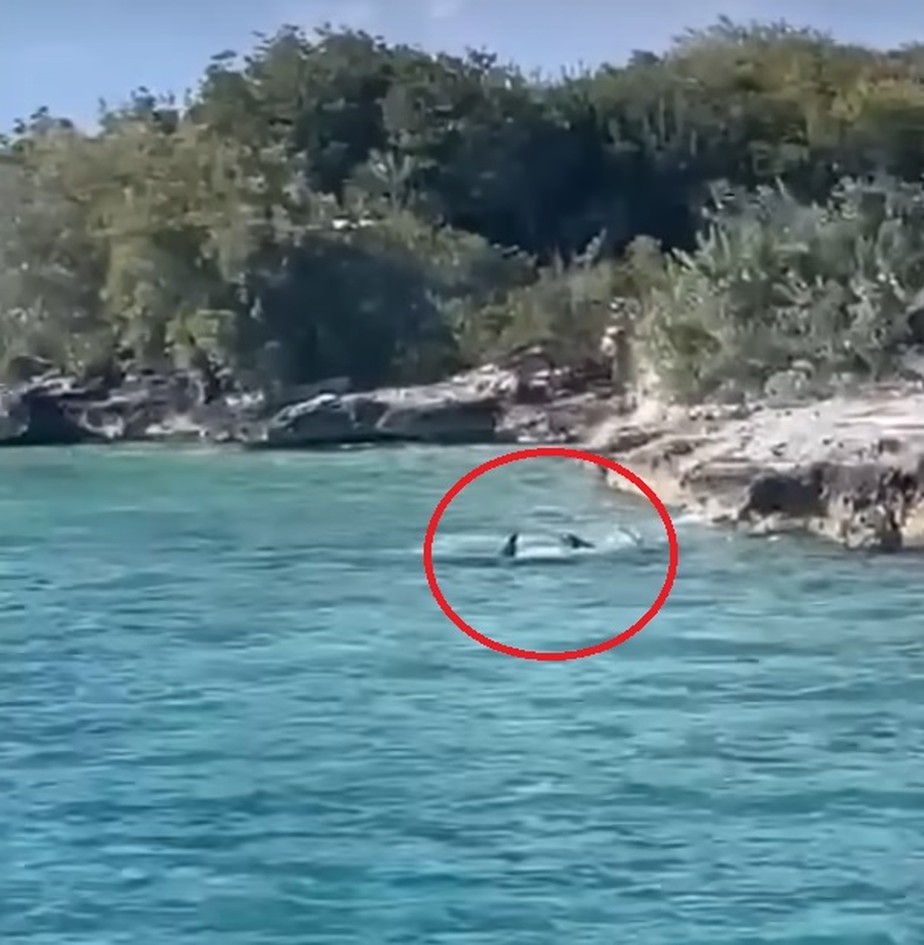 Passageiros de barco de passeio registraram momento em que cachorro persegue tubarão