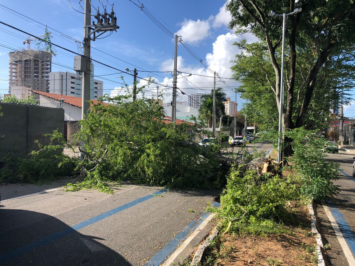 Árvore cai e interdita trecho de rua na Zona Sul de Natal | Rio Grande do  Norte | G1