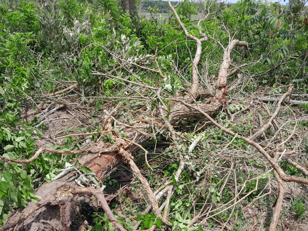 Fazendeiro é autuado em mais de R$ 25 mil pela supressão de árvores e destruição de vegetação nativa em área de preservação  — Foto: Polícia Ambiental