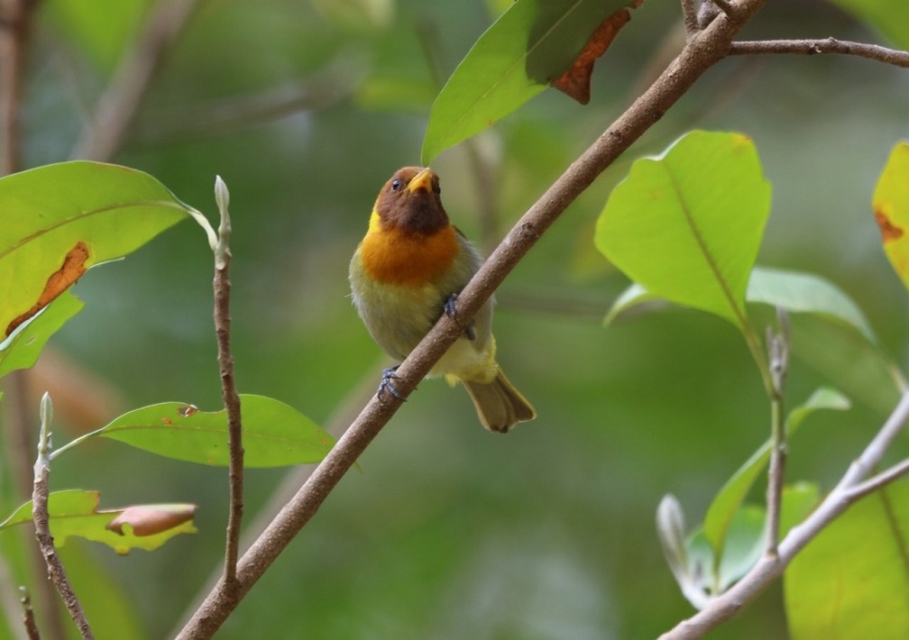 Saíra-ferrugem (Hemithraupis ruficapilla) também foi registrada pelo grupo — Foto: Kristina Pereira