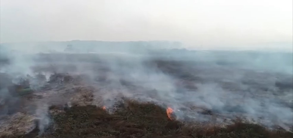 Incêndios no Pantanal de MT em 2020 foi o pior desde o fim da década de 1990 — Foto: TV Globo