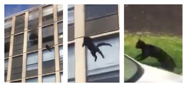 O registro do gato pulando e aterrisando com segurança de um prédio de Chicago (Foto: Twitter)