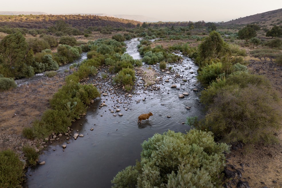 Uma vaca atravessa o Rio Jordão, perto do Kibbutz Karkom, no norte de Israel, sábado, 30 de julho de 2022 — Foto: Oded Balilty/AP