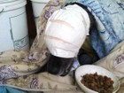 Cadela que perdeu uma das pálpebras  ganha implante pioneiro no Brasil