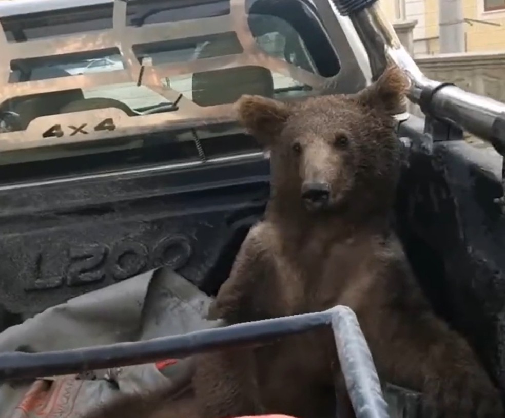 Ursa resgatada após comer mel alucinógeno na Turquia passa bem e ganha nome Balkız — Foto: Reprodução/Twitter TCTarim