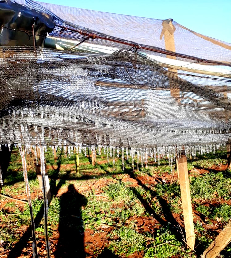 Produtora rural registrou formação de gelo em parte da plantação de uva em Marialva — Foto: Clarice Brique/Arquivo pessoal