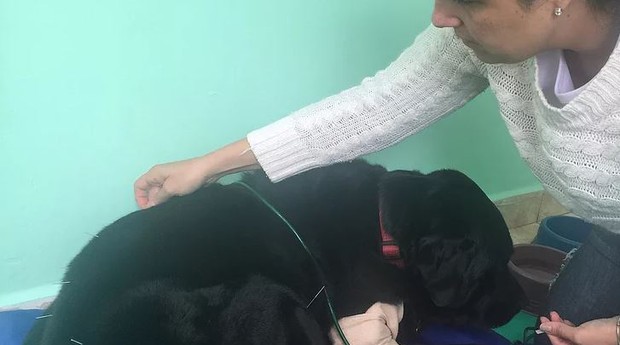 Cachorro faz acupuntura na Casa do Equilíbrio (Foto: Reprodução/Facebook)