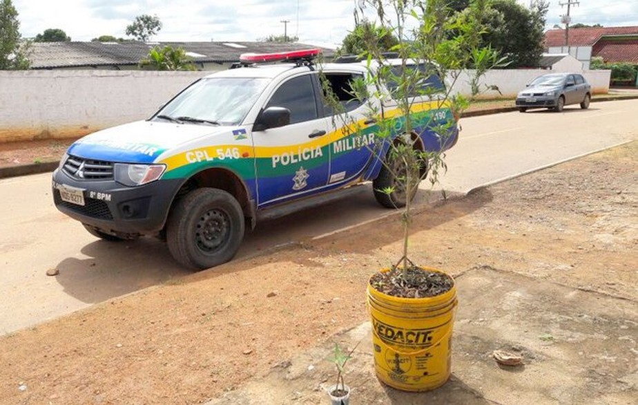 PM encontra pés de maconha e 19 sementes em apartamentos de Jaru ...