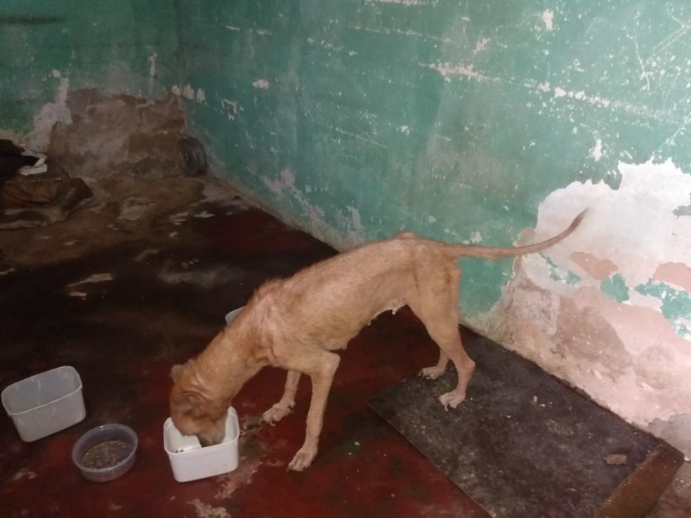 Animais estavam magros e debilitados em casa abandonada em Maceió  — Foto: Polícia Civil