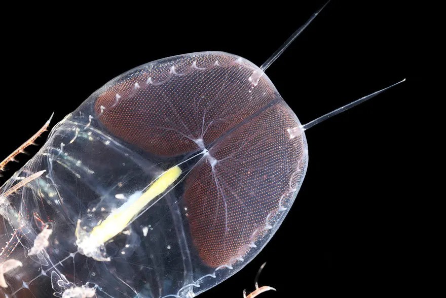 Lado a lado a outros animais, o Cystisoma é como um espaço vazio pois seu corpo é quase inteiramente transparente (Foto: KJ Osborn/ Smithsonian/ Reprodução)