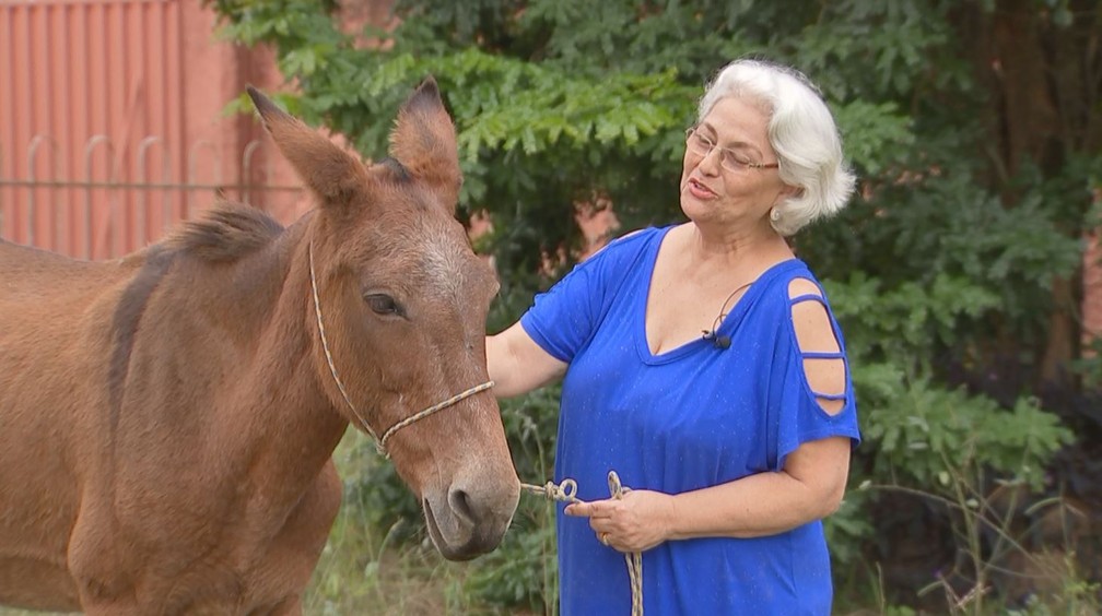 Animal está recebendo os cuidados necessários em lar temporário cedido pela dona Yeda, em Laranjal Paulista (SP) — Foto: Reprodução/TV TEM