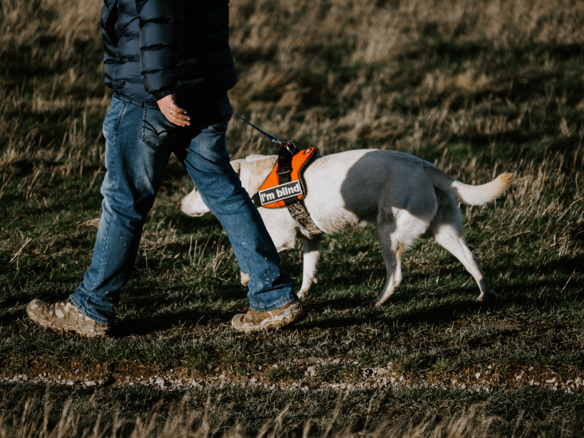 Cães de serviço são treinados de forma personalizada, e cada animal pode aprender a fazer aquilo que seu tutor precisa, desde abrir portas até ajudar a subir em um carro.  (Foto: Unsplash/ Matt Seymour/ CreativeCommons)