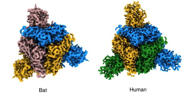 Nova análise revela aspectos da evolução do Sars-CoV-2 . À esquerda, a proteína spike do coronavírus que atinge morcegos;à direita a proteína spike do Sars-Cov-2 (Foto: Francis Crick Institute/Nature)