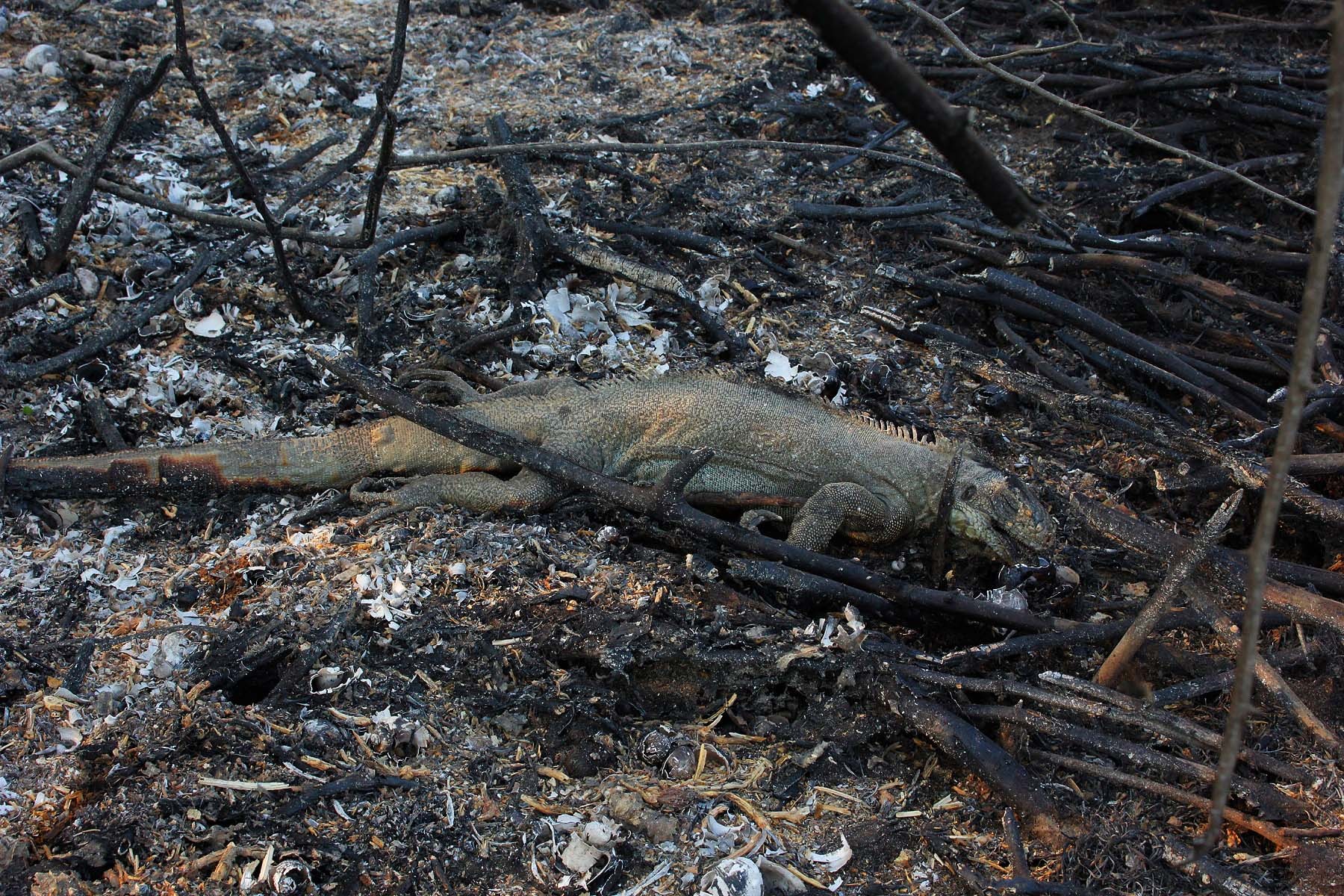 Cerca de 17 milhões de vertebrados morreram em incêndios no Pantanal em 2020 (Foto: Chico Ribeiro/Fotos Públicas)