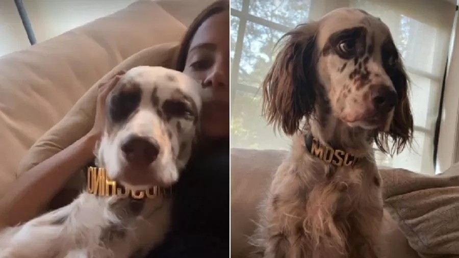 Cão de Anitta usa coleira da marca Moschino (Foto: Reprodução/Instagram)
