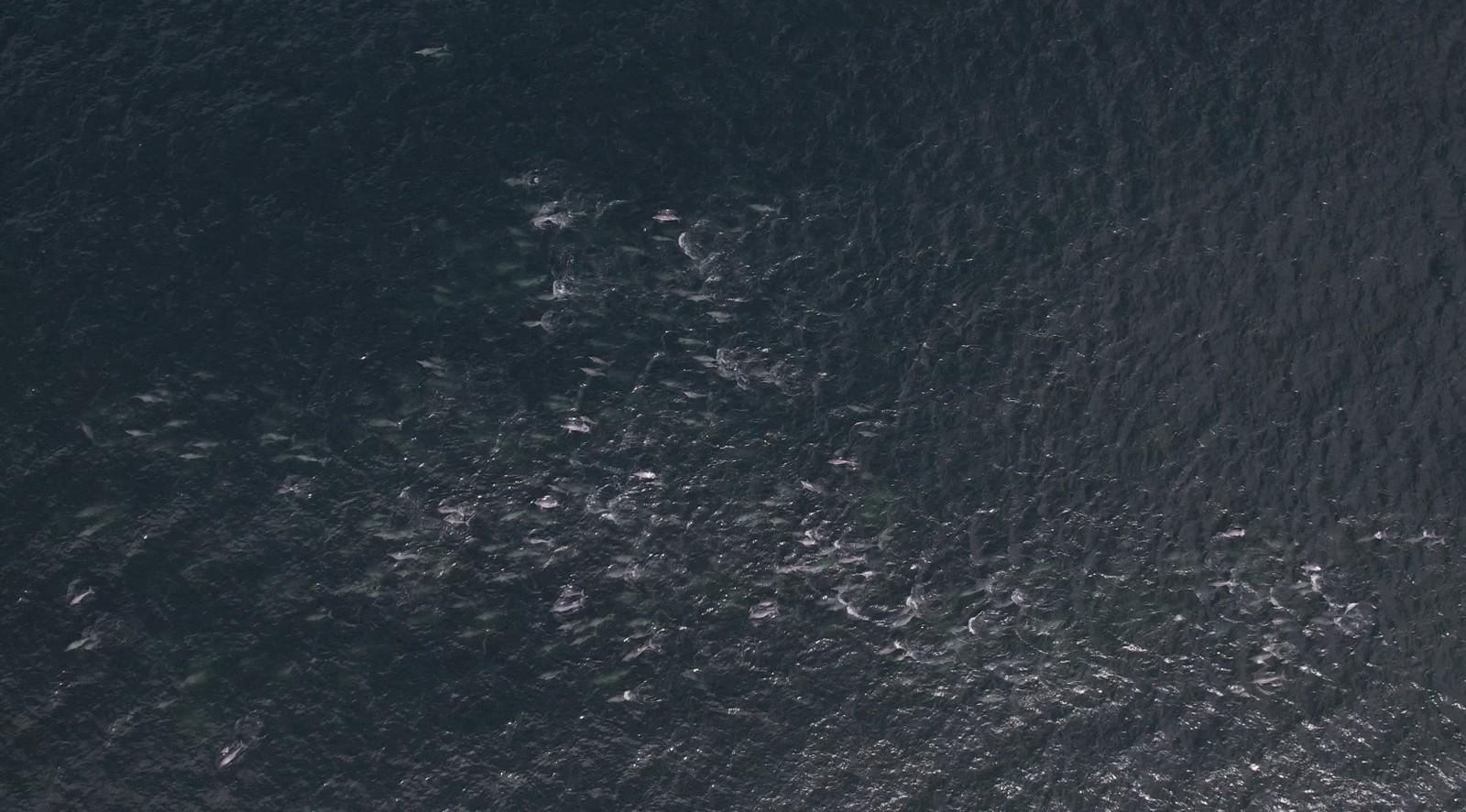 Grupo de golfinhos avistado no Rio nesta quarta — Foto: Reprodução