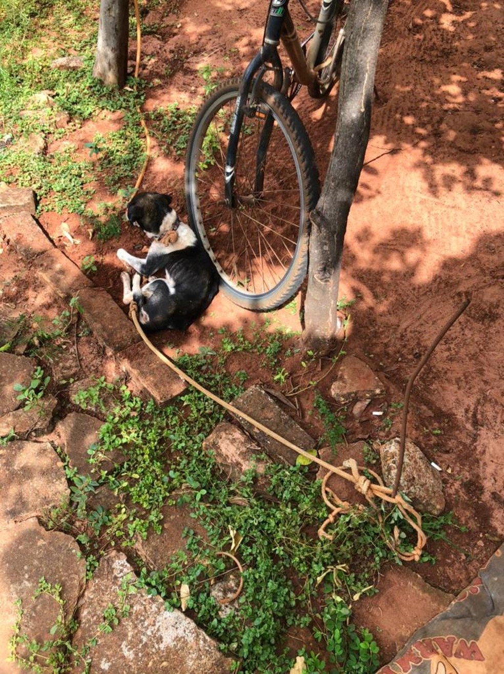 Animais estavam debilitados e em coleira curta, diz PMA — Foto: PMA/Divulgação