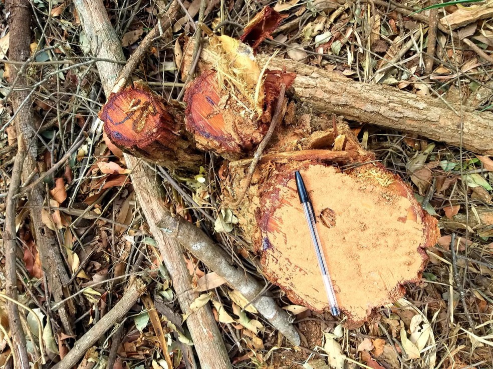 Fiscalização flagrou corte de árvores nativas em Martinópolis — Foto: Polícia Militar Ambiental