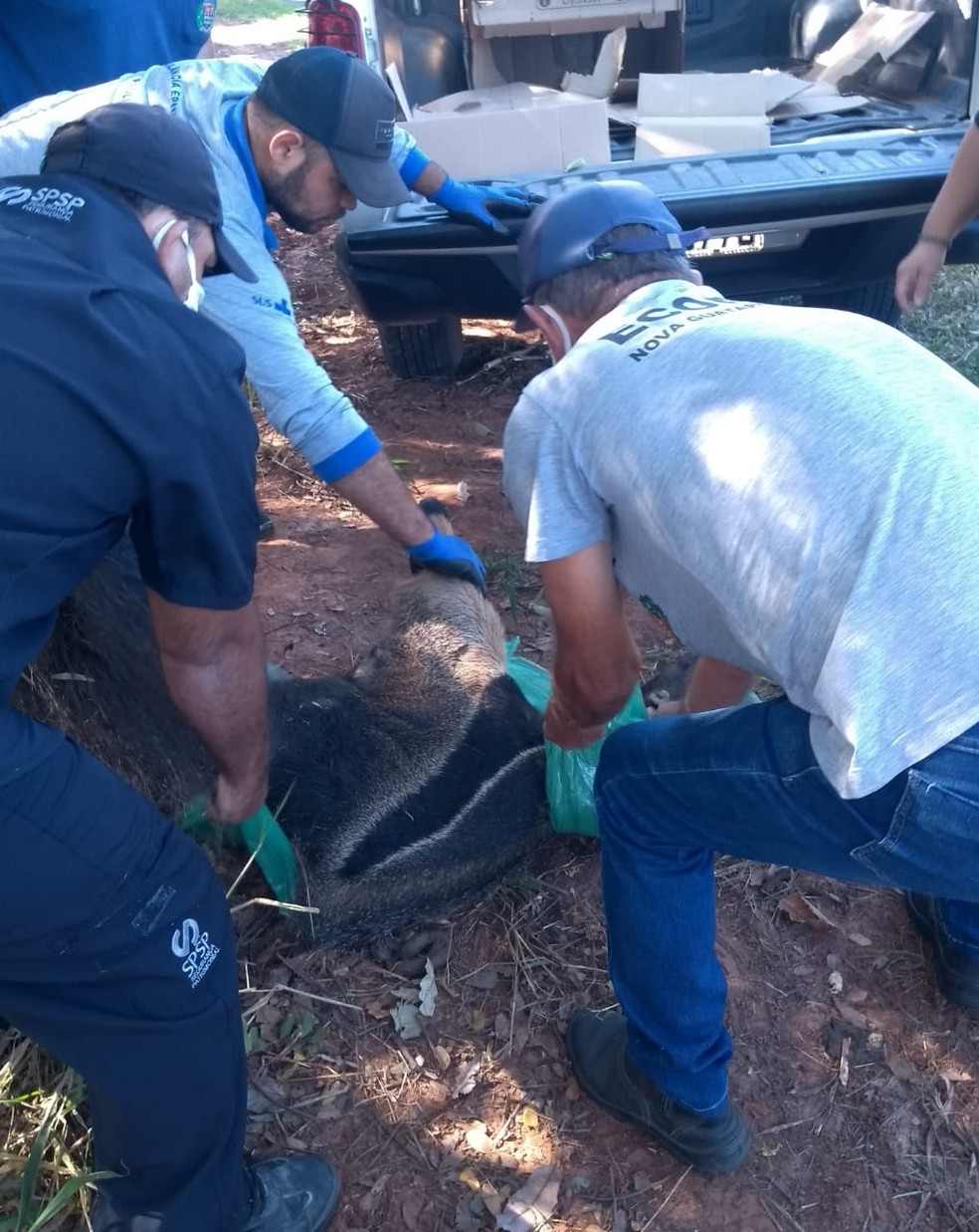 Tamanduá-bandeira foi resgatado depois de ser atropelado — Foto: Polícia Ambiental