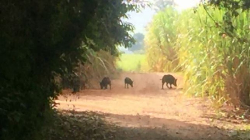 Bando de javaporcos em área de preservação de Santa Rita do Passa Quatro (Foto: Reprodução/EPTV)