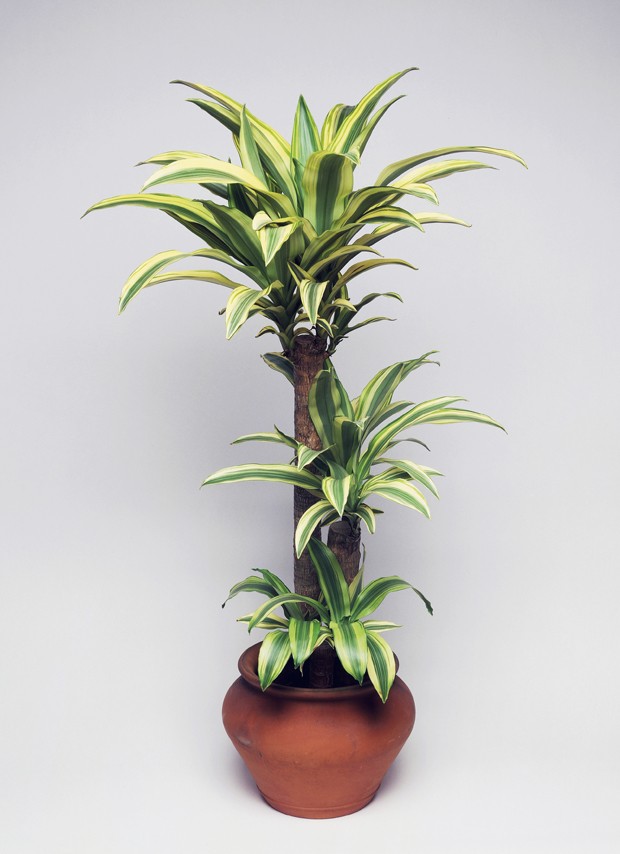 UNSPECIFIED - JANUARY 27: Forest dracaena (Dracaena deremensis or Dracaena fragrans lindeni), Asparagaceae. (Photo by DeAgostini/Getty Images) (Foto: De Agostini via Getty Images)