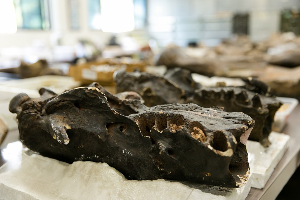 Cerca de 200 fósseis permitiram que nova espécie de preguiça gigante fosse identificada por pesquisadores.  — Foto: Raphael Calixto/PUC Minas/Divulgação 