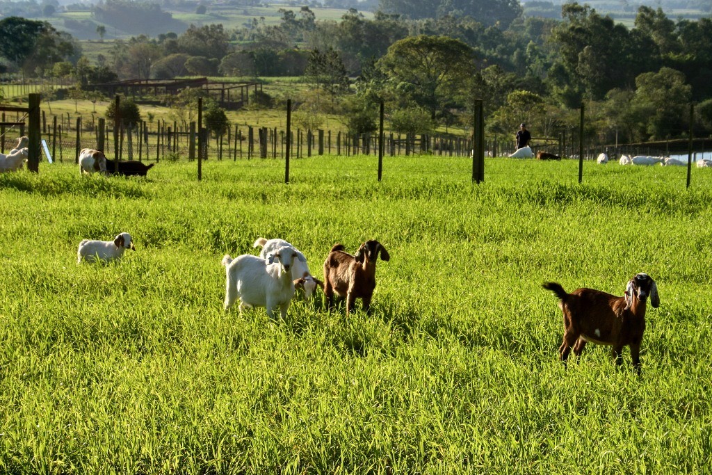 agricultura_pasto_silagem (Foto: Robispierre Giuliani/Ed. Globo)