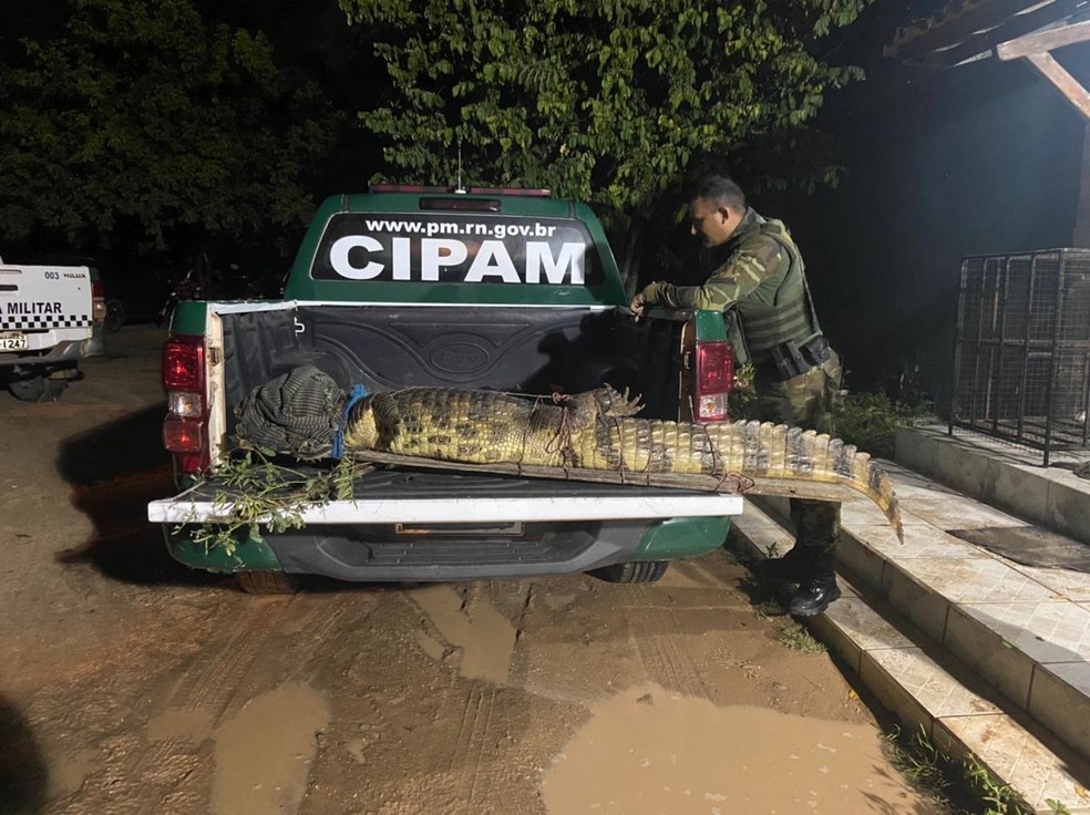 Família encontra jacaré de mais de dois metros no quintal de casa no interior do RN — Foto: Cipam/Cedida