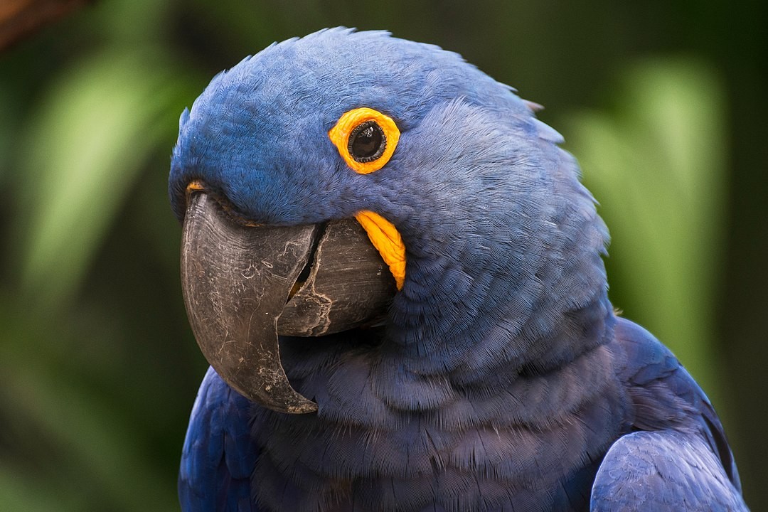 A arara-azul apresenta comportamento monogâmico mesmo fora da época de reprodução (Foto: Leonardo Ramos/ Wikimedia Commons)