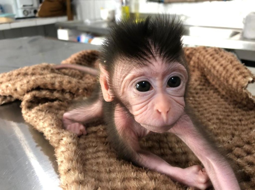 Bebê macaco foi rejeitado pela família em zoológico de Balneário Camboriú (SC) — Foto: Zoo do Complexo Cyro Gevaerd/Divulgação