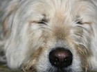 Liberação de maconha aumenta casos de intoxicação de cães nos EUA