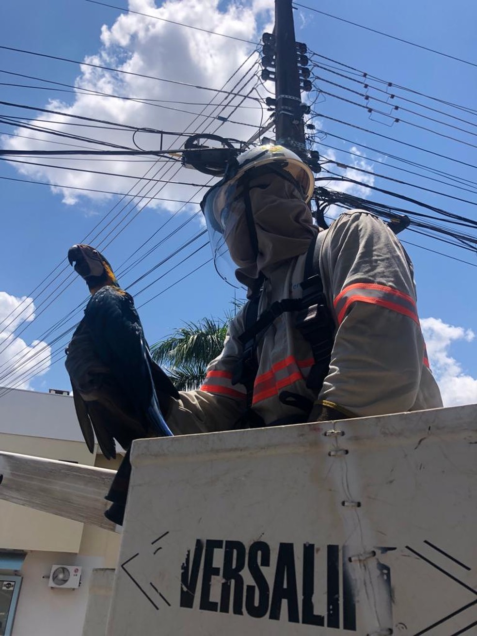 Em Sinop, arara foi resgatada após pousar em fiação.  — Foto: Energisa/Cedida