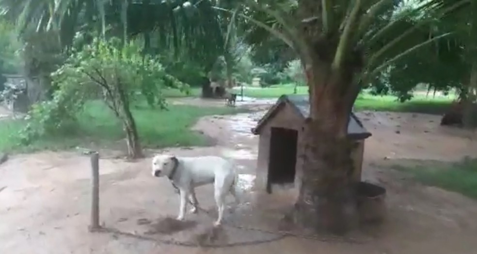 Animais foram encontrados por policiais em Itu — Foto: Arquivo pessoal
