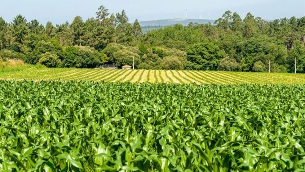 Os serviços ecológicos que alguns parasitas fornecem à agricultura são inestimáveis — Foto: Getty Images via BBC