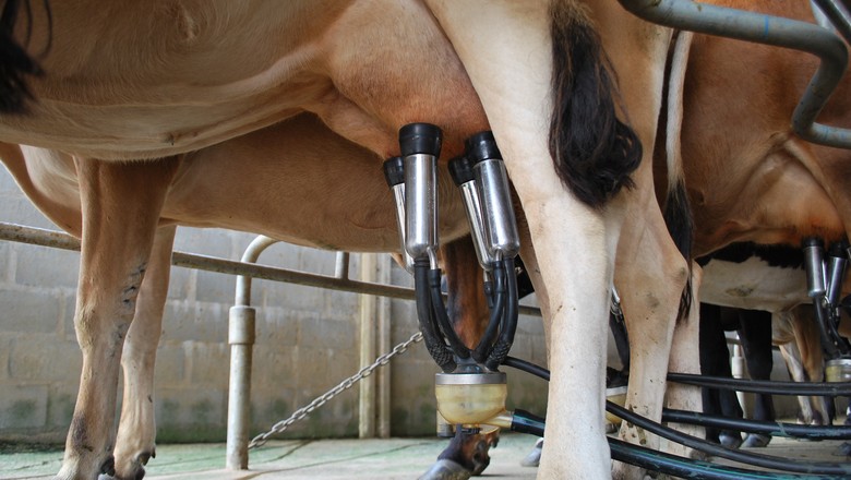 ordenha-mecanizada-leite-vaca-pecuaria-leiteira (Foto: Ernesto de Souza/Ed. Globo)