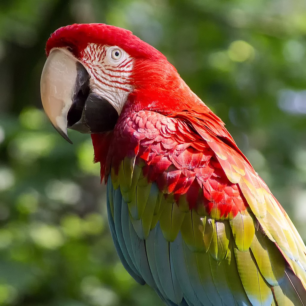 A arara-vermelha é outro exemplo de espécie tropical de cores exuberantes (Foto: Flickr/ Ouwesok/ CreativeCommons)