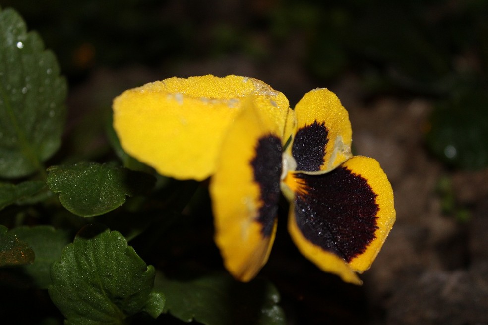 Camada fina de geada em Urupema (Foto: Marleno Muniz Farias/ Prefeitura de Urupema/ Divulgação)