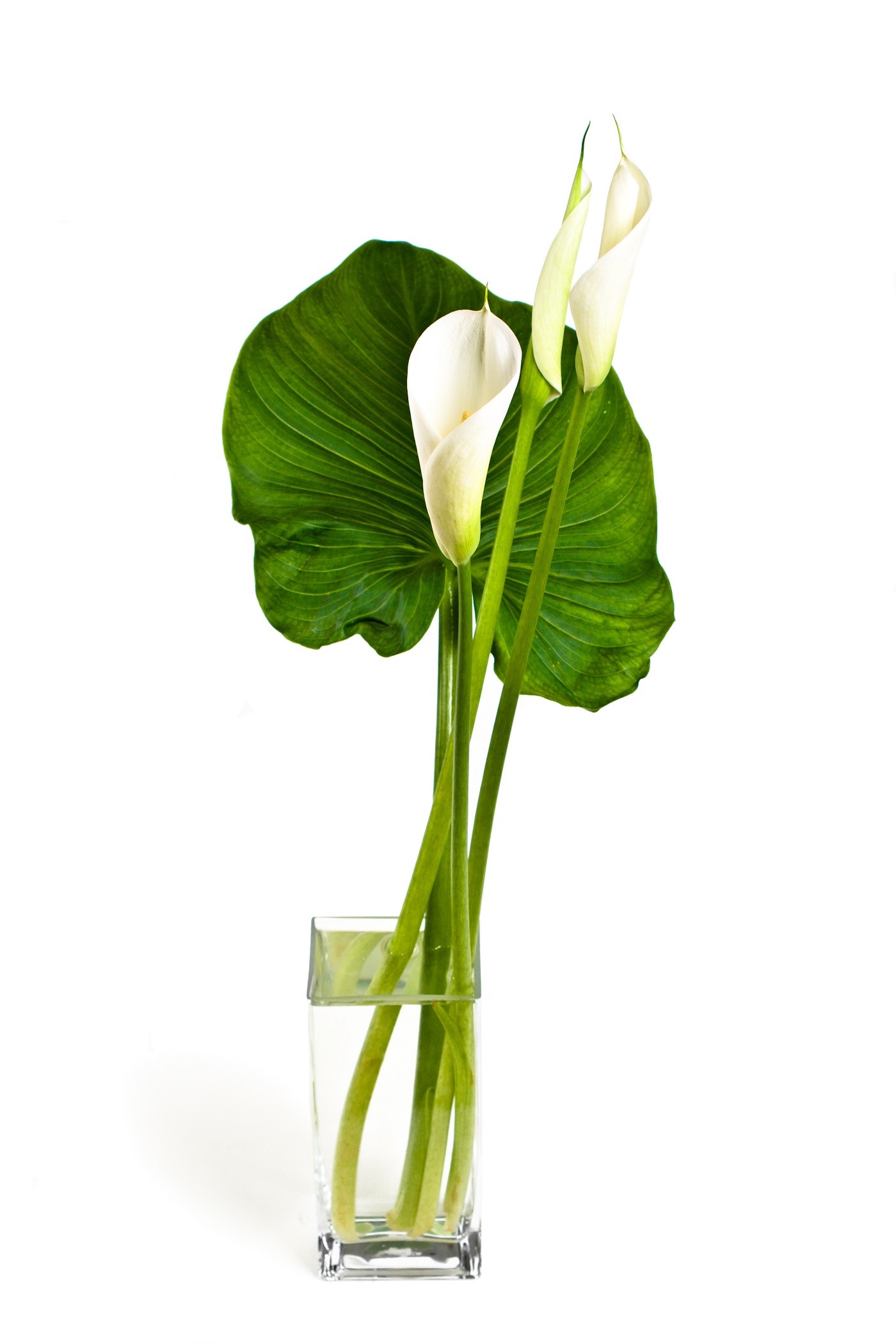 Como usar o baguá para curar a casa com plantas e flores (Foto: Getty Images)