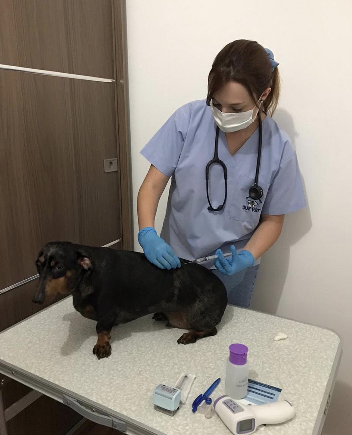 Vacinas para cães e gatos: veja as orientações para proteger o seu pet
