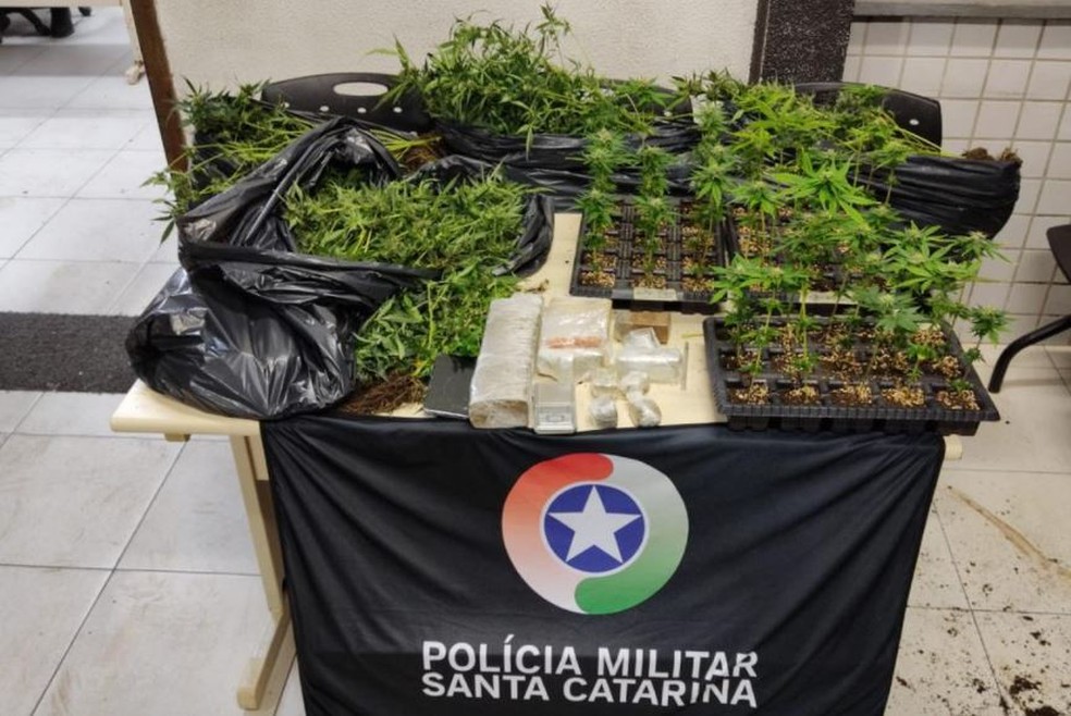 Mudas da planta apreendida durante a operação em Florianópolis — Foto: PMSC/ Divulgação