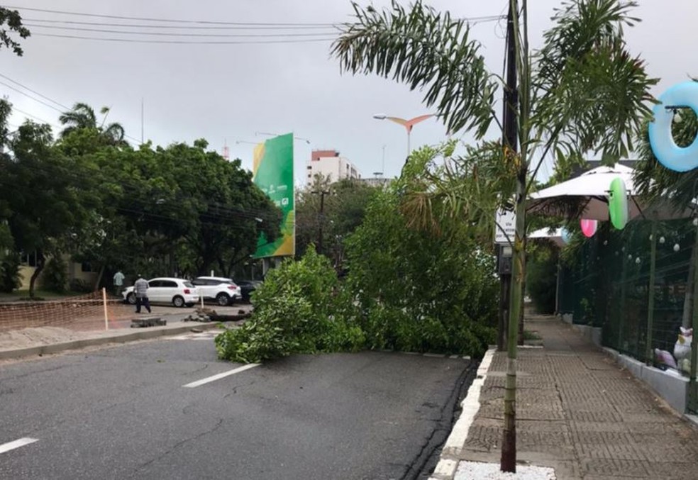 A Avenida Desembargador Moreira, em Fortaleza, teve árvores derrubadas em dois pontos.  — Foto: Jéssica Costa/Sistema Verdes Mares