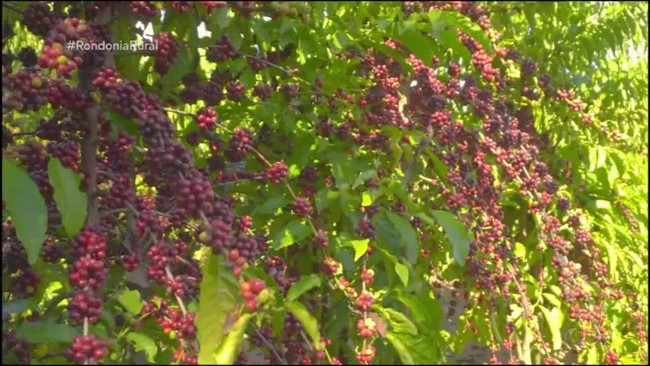 Parte 1: Primeira indicação geográfica com denominação de origens para cafés canéforas