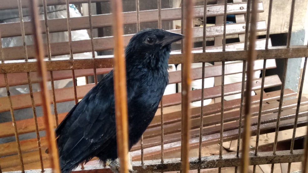 Ocorrência foi em Monte Castelo  (Foto: Polícia Ambiental/Cedida)