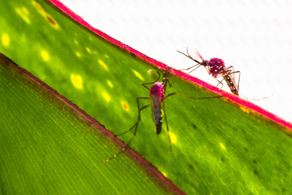 Mosquitos Aedes aegypti geneticamente modificados — Foto: Eliandro Figueira/Oxitec