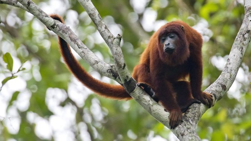 Macacos também são suscetíveis a alguns vírus que afetam os humanos (Foto: Getty Images via BBC News)