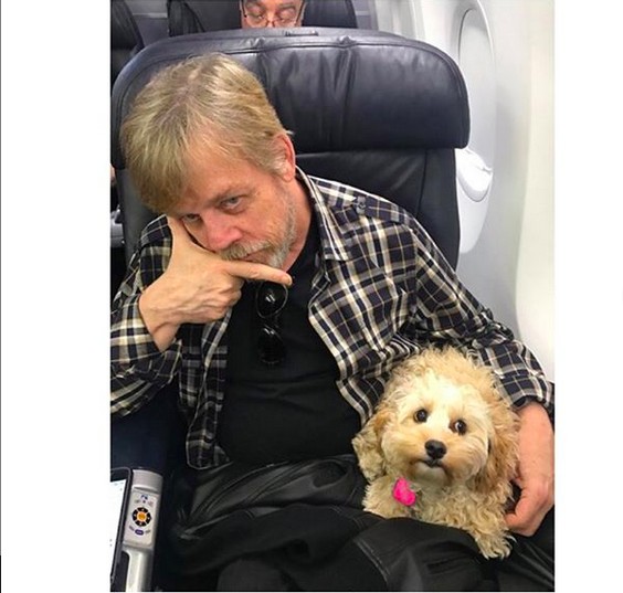 O ator Mark Hamill com seu cachorrinho (Foto: Instagram)