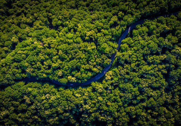 Amazônia, floresta, meio ambiente,  (Foto: Unsplash)