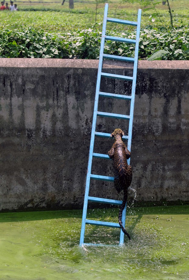 Leopardo usou escada para sair de reservatório de água em Sangatram. (Foto: Diptendu Dutta/AFP)