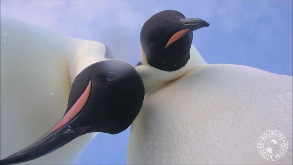 Esta é a maior entre as 18 espécies de pinguins, e o único animal que se reproduz no rigoroso inverno desta região do planeta (Foto: Divisão Australiana na Antártica/Reprodução/BBC)
