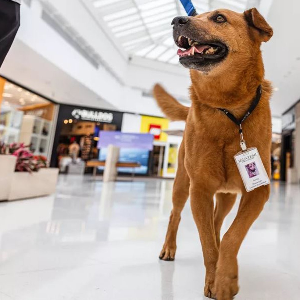 Cachorro é adotado por shopping, vira atração e ganha até crachá em Porto  Alegre | Rio Grande do Sul | G1
